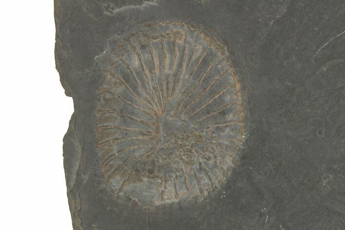 Pyritized Rugose Coral (Zaphrentis) Fossil - Germany #209938